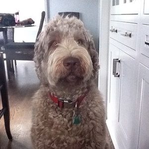 Meet your Posher, Sheila